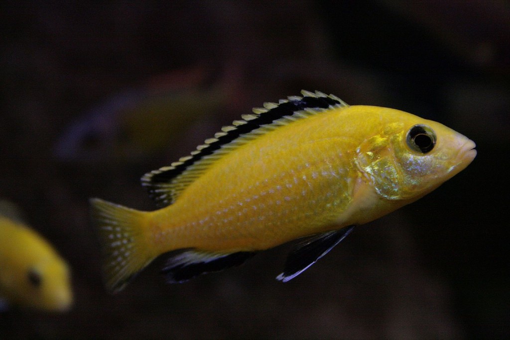 Goldener Labidochromis im Aquarium