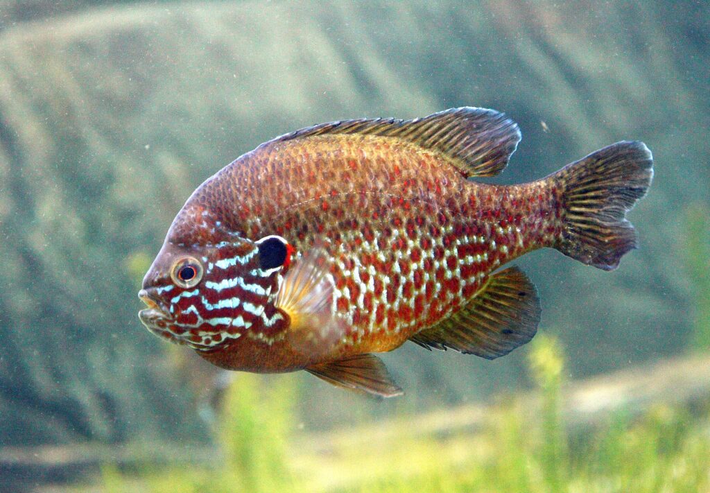 Sonnenbarsche im Aquarium