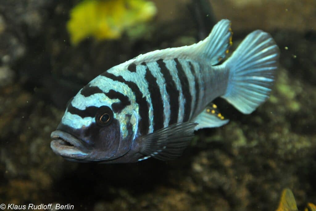 Blauer Malawibuntbarsch im Aquarium