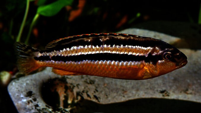 Türkisgoldbarsch Weibchen im Aquarium