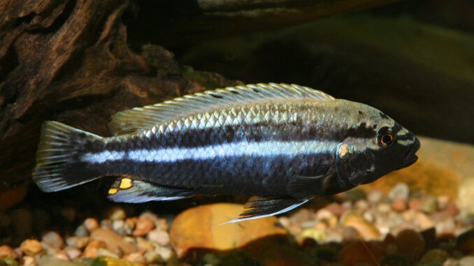 Türkisgoldbarsch Männchen im Aquarium