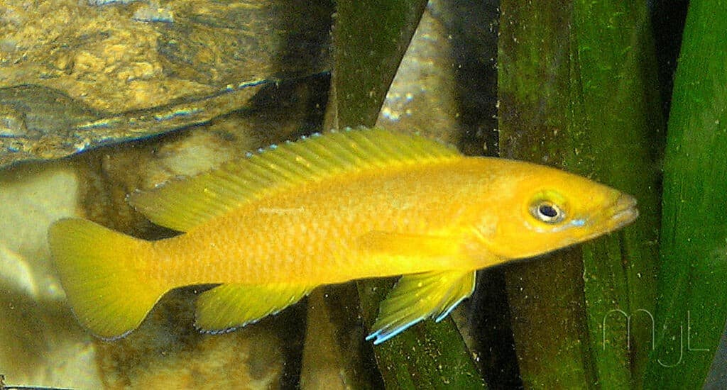 Tanganjika-Goldcichlide im Aquarium
