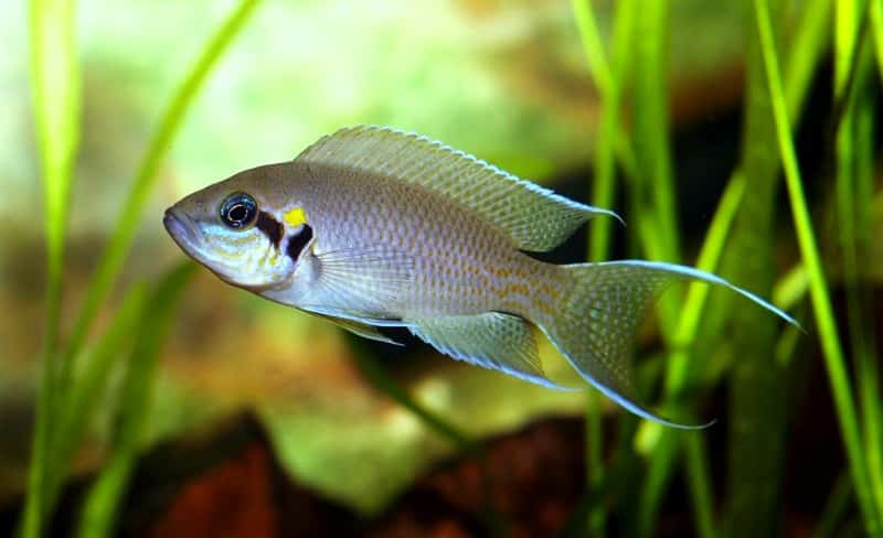Gabelschwanzbuntbarsch / Feenbuntbarsch im Aquarium