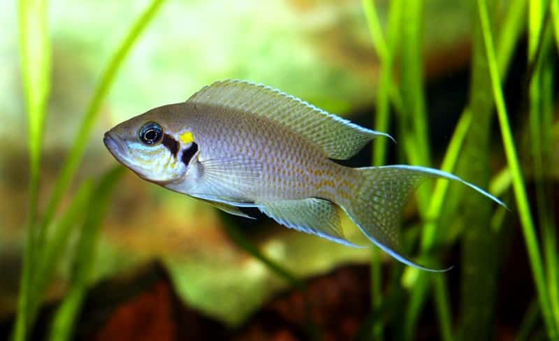 Gabelschwanzbuntbarsch / Feenbuntbarsch im Aquarium