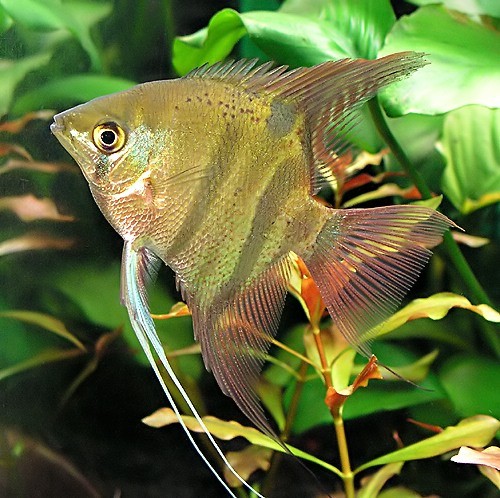 Pterophyllum leopoldi im Aquarium