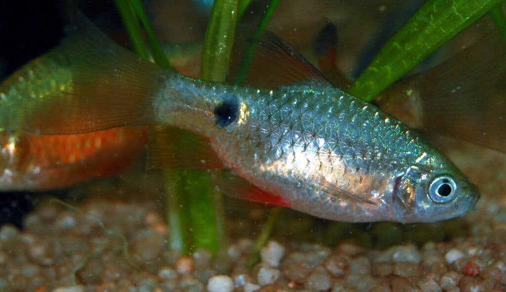 Prachtbarbe im Aquarium