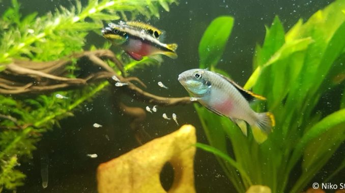 Purpurprachtbarsch Purpurprachtbarsch mit Jungfischen