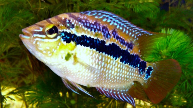 Salvinis Buntbarsch - Cichlasoma Salvinis Buntbarsch - Cichlasoma