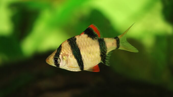 Sumatrabarbe Sumatrabarbe
