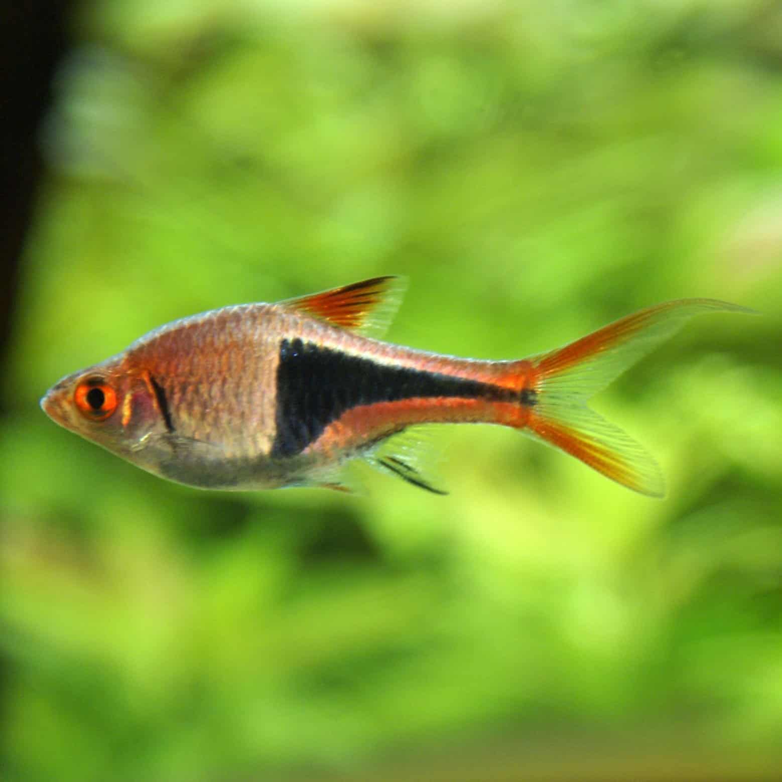 Rote Keilfleckbarben im Aquarium