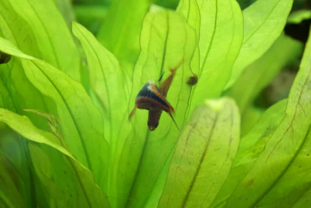 Laichende Keilfleckbarbe