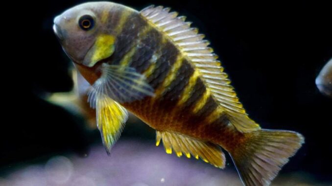 Tropheus Canary Cheek – Brabantbuntbarsch - Image 1 | © Fishtopia GmbH