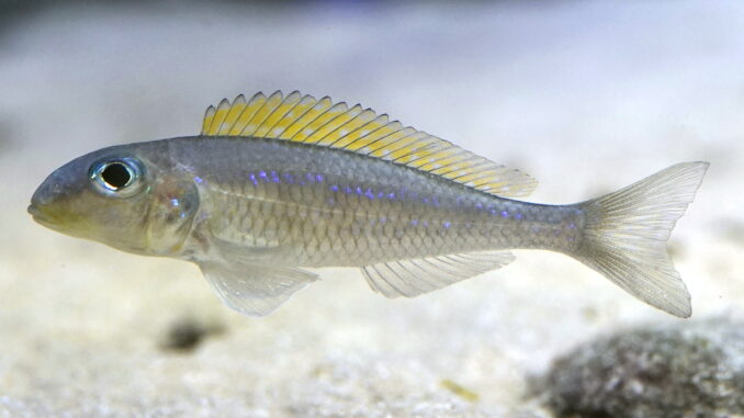 Xenotilapia im Aquarium