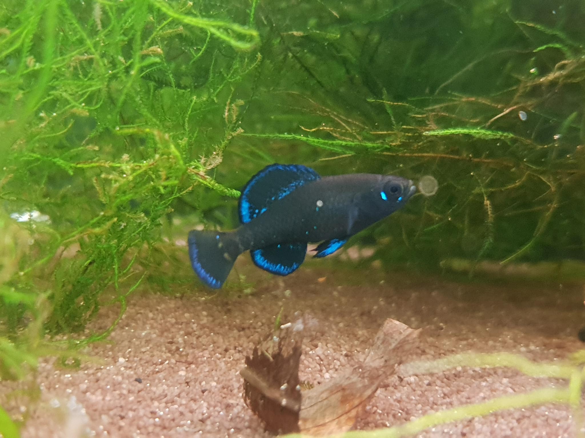 Blaubarsche Im Aquarium Alle Infos Haltung Und Zucht