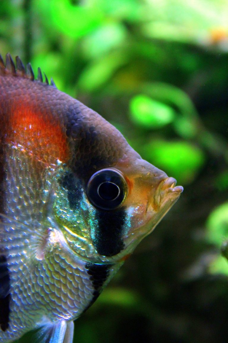 Skalare Steckbrief und Haltung im Aquarium Profitipps und Details