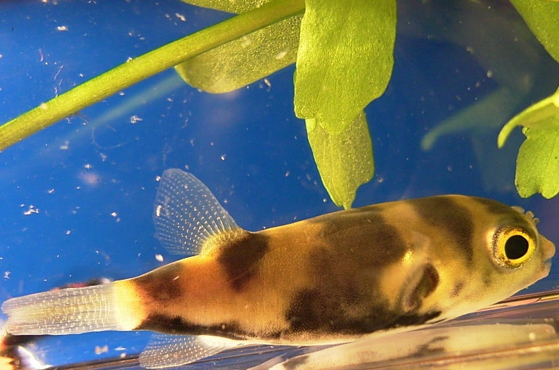 Assel-Kugelfisch im Aquarium