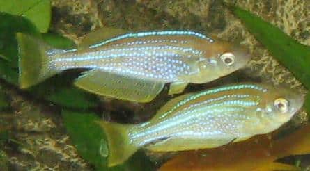 Tanganjika-Leuchtaugenfisch im Aquarium