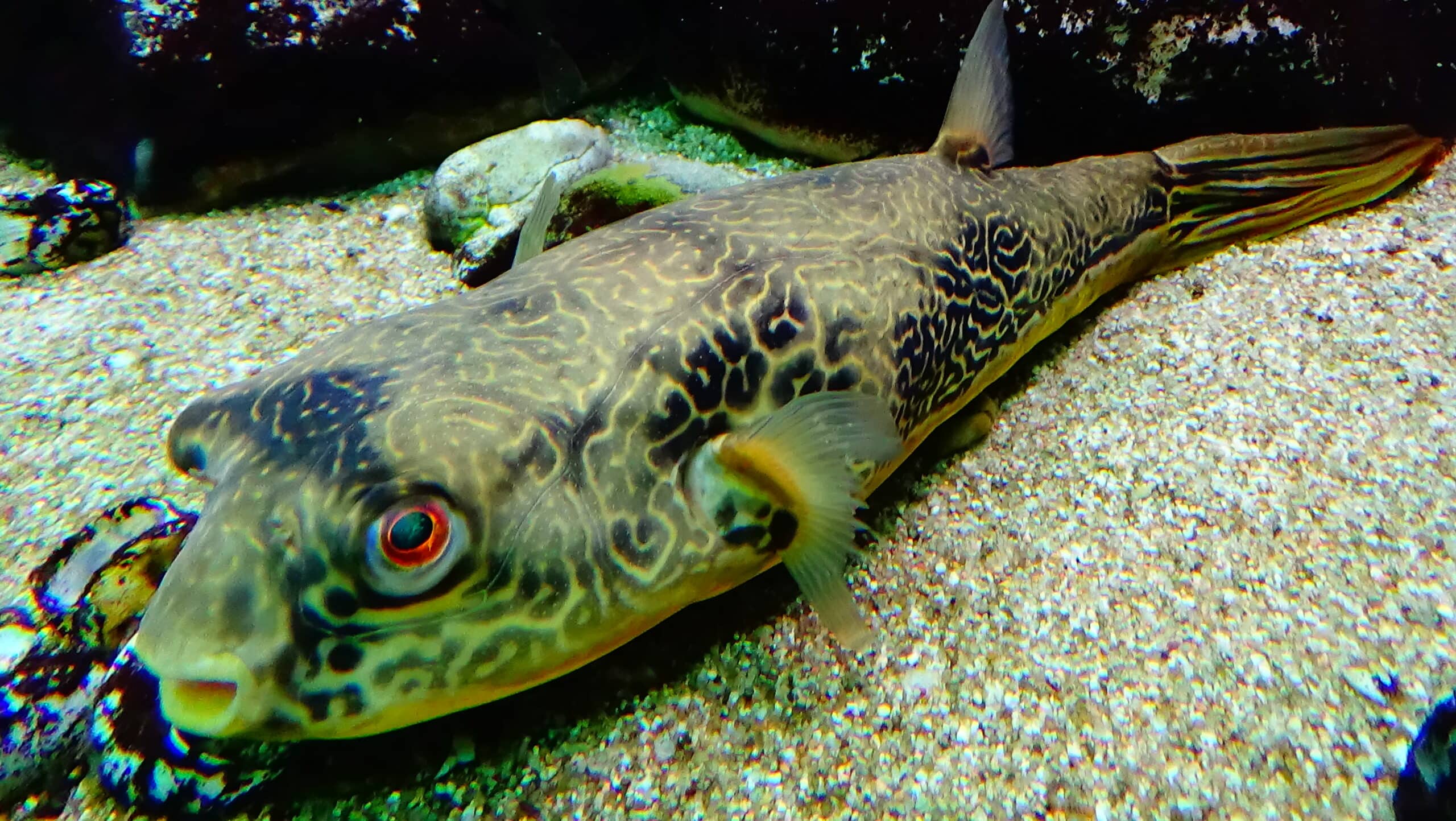 Riesenkugelfisch im Aquarium