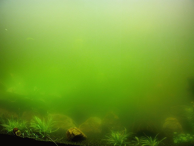 Grüne Schwebealgen im Aquarium