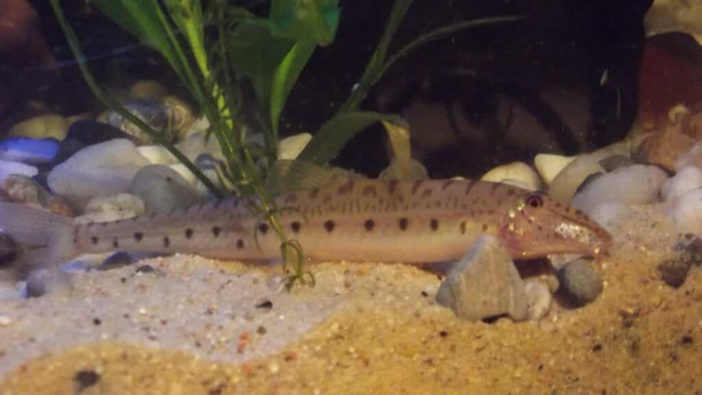 Pferdekopfschmerlen im Aquarium