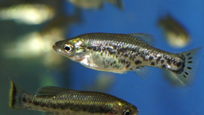 Hochlandkärpfling im Aquarium