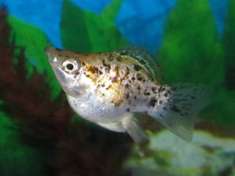 Black Mollys im Aquarium Alle Infos und Details
