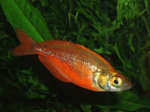 Lachsrote Regenbogenfische im Aquarium