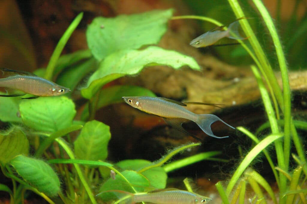 Filigran-Regenbogenfische im Aquarium