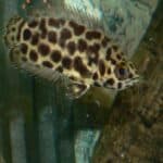 Leopard-Buschfische im Aquarium