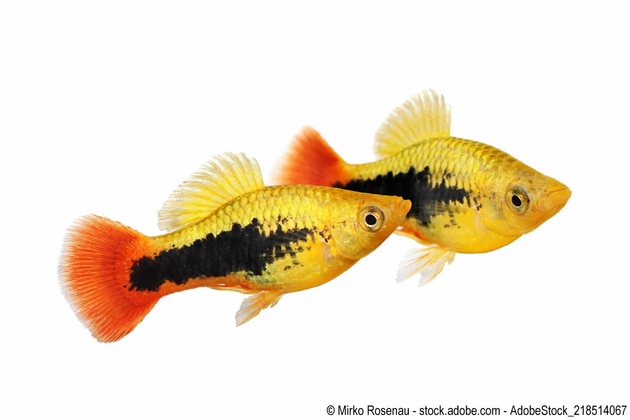 Platys im Aquarium Alle Infos, Eckdaten und Details