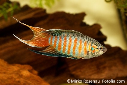 Grossflosser Fisch Paradiesfisch Pracht Macropodus viridi-auratus Original Zxz 