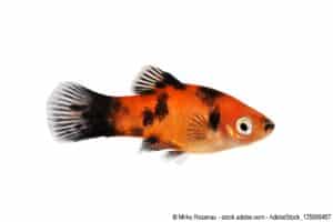 Platy Männchen