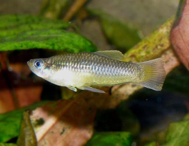 Blauaugenkärpflinge im Aquarium