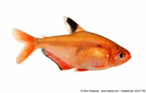 phantomsalmler mit guppy Roter Phantomsalmler