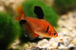 Roter Phantomsalmler