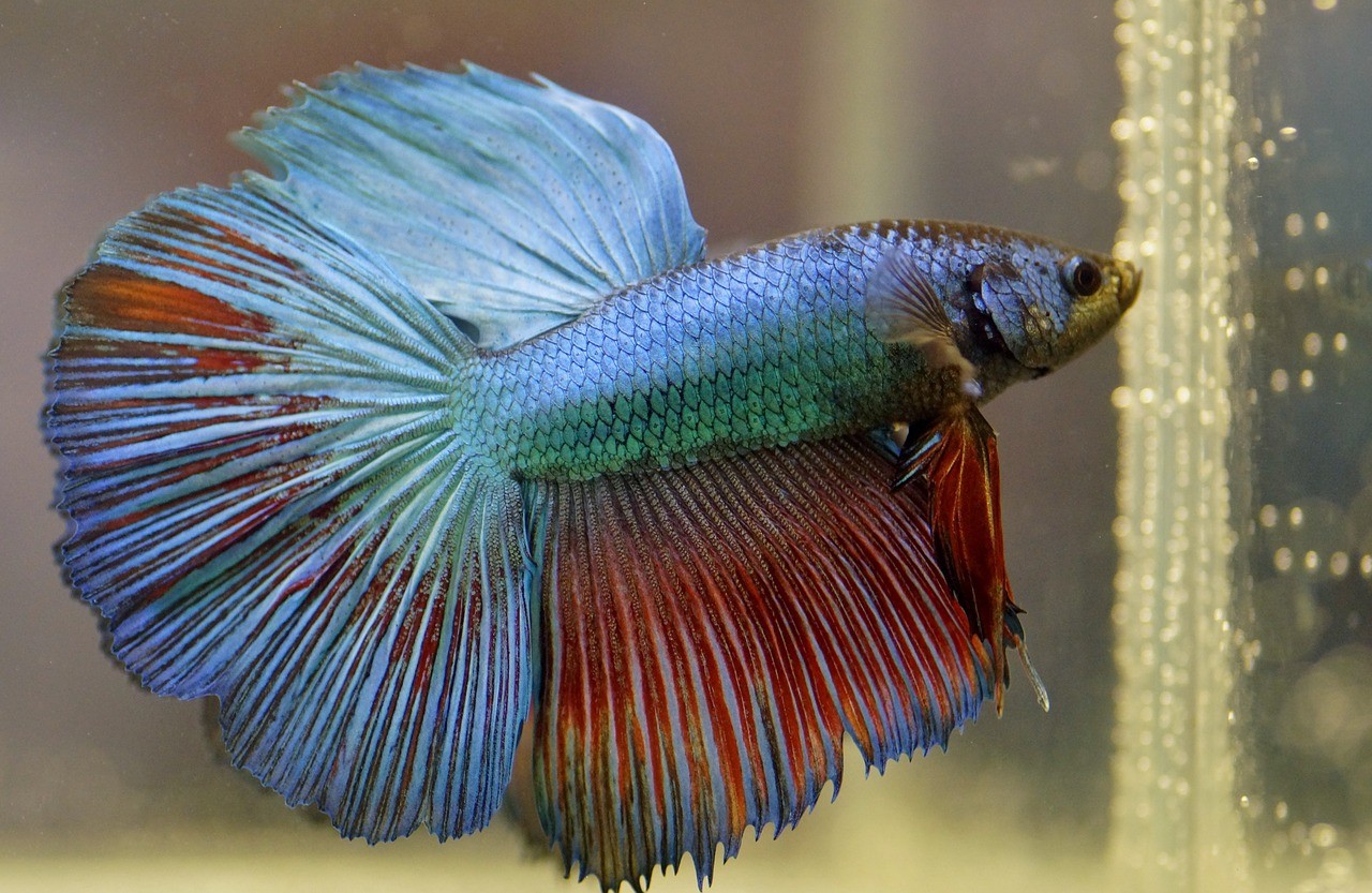 Betta Kampffisch