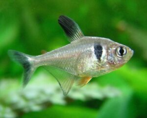 phantomsalmler mit guppy Schwarzer Phantomsalmler