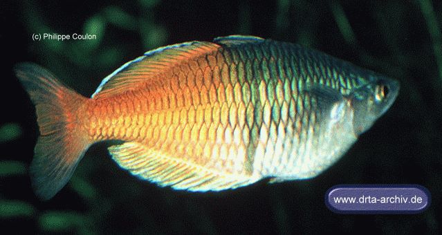 Bösemans / Harlekin Regenbogenfisch Bösemans / Harlekin Regenbogenfisch