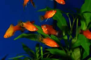 Platys im Aquarium