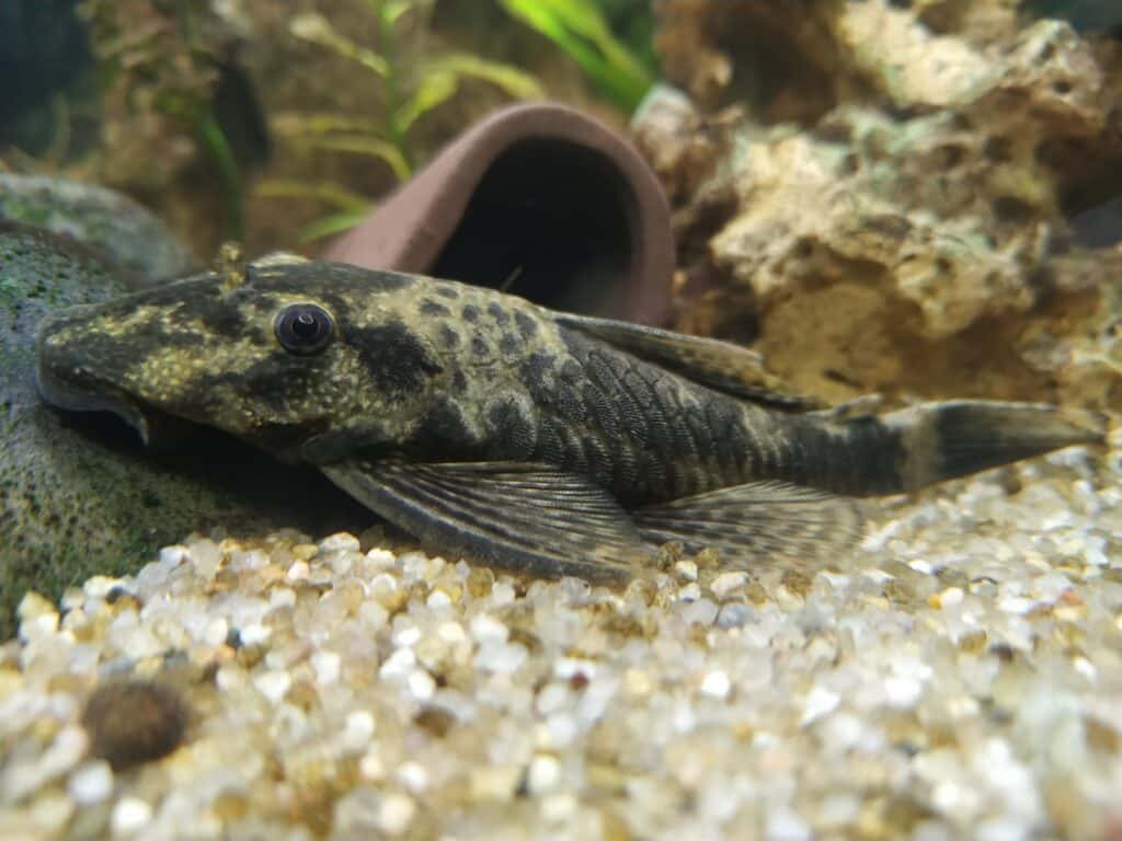 Blauer Antennenwels im Aquarium