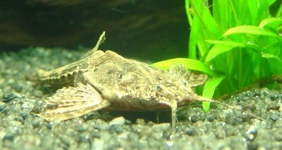 Bratpfannenwels im Aquarium