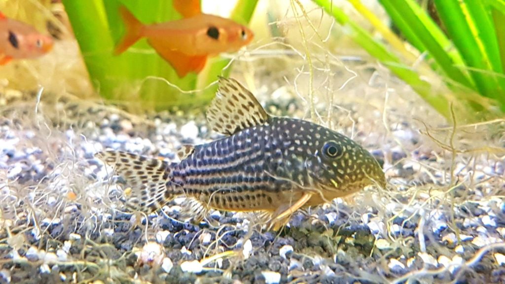 Corydoras julii