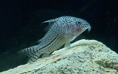 Prachtcorydoras