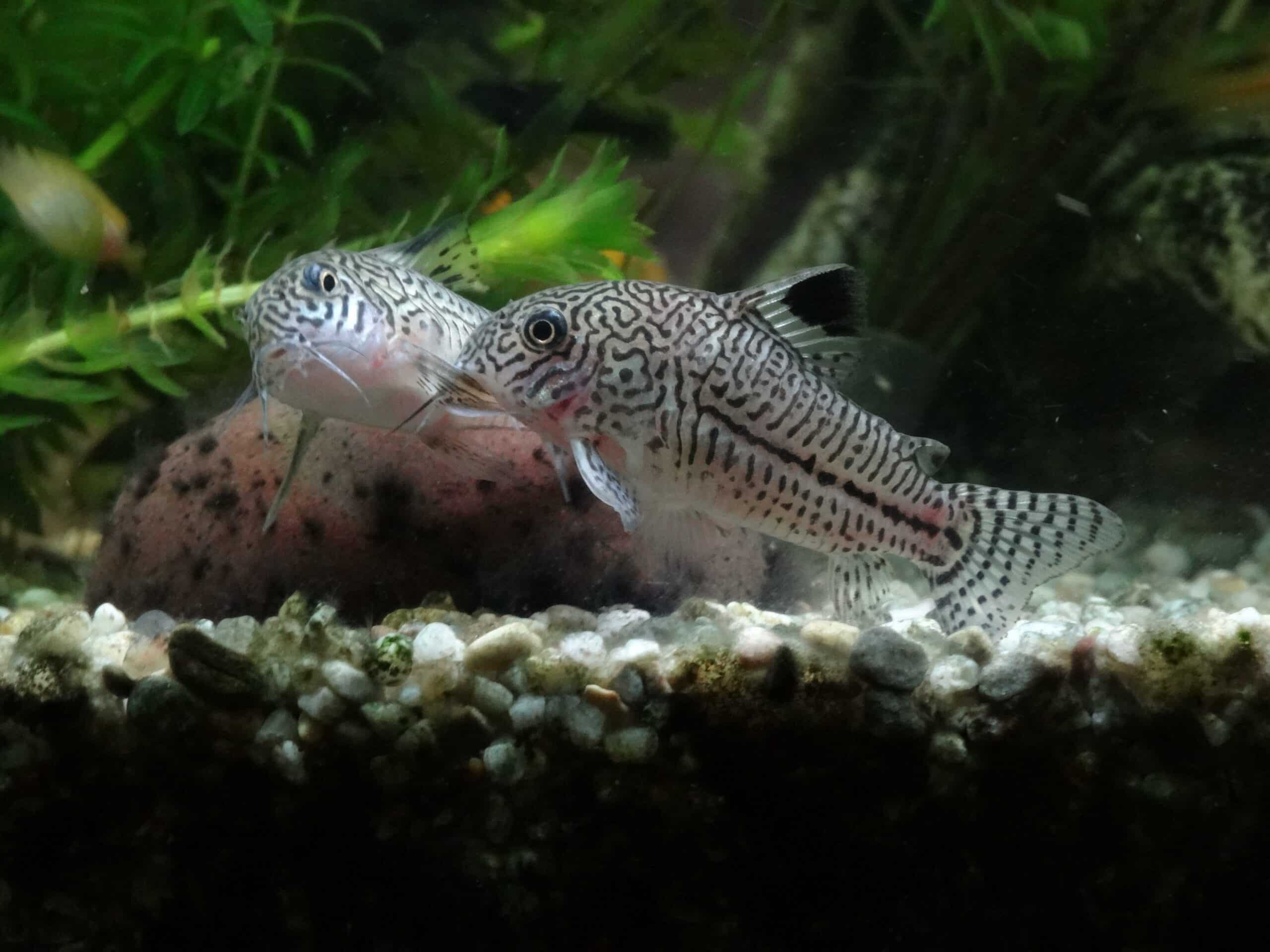 Juli-Panzerwels im Aquarium