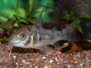 Marmorierter Panzerwels im Aquarium