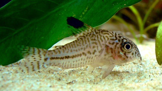 Dreilinige Panzerwelse im Aquarium