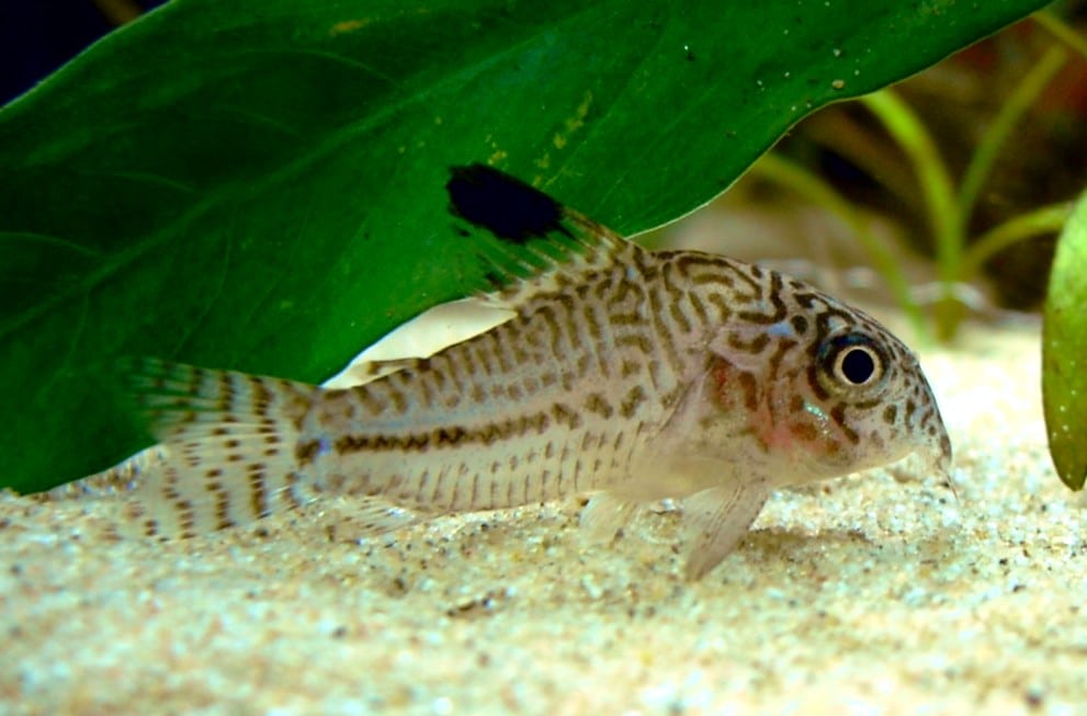 Dreilinige Panzerwelse im Aquarium