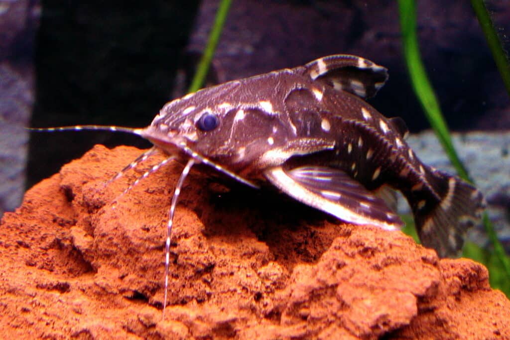 Kammdornwelse im Aquarium