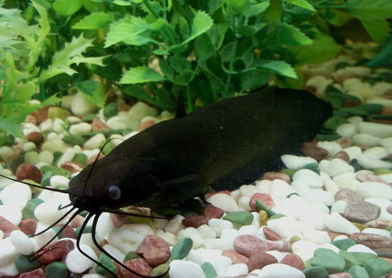 Kiemensackwelse Heteropneustes microps Alle Infos und Details