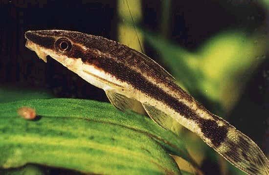 Otocinclus affinis Harnischwelse im Aquarium